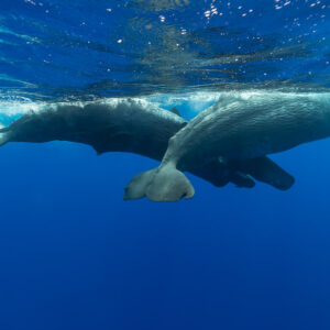 Two sperm whales swimming side by side at the surface, seen from below, Flic-en-Flac, Mauritius