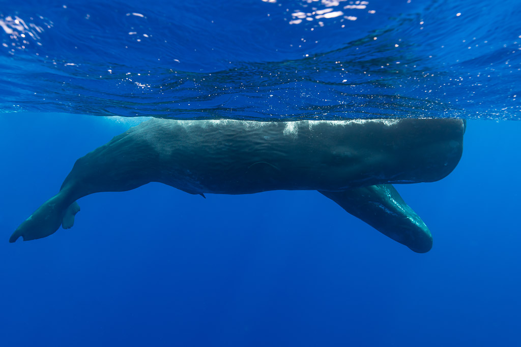 Cachalot seul en surface vu de profil en entier, queue incurvée vers le bas, Flic-en-Flac, île Maurice