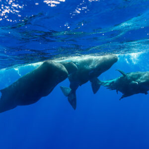 Small group of sperm whales swimming under the sunlit surface, Flic-en-Flac, Mauritius