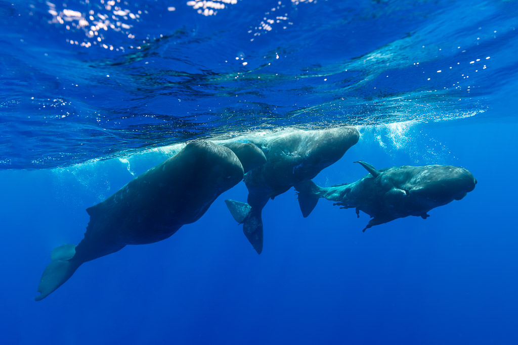 Small group of sperm whales swimming under the sunlit surface, Flic-en-Flac, Mauritius