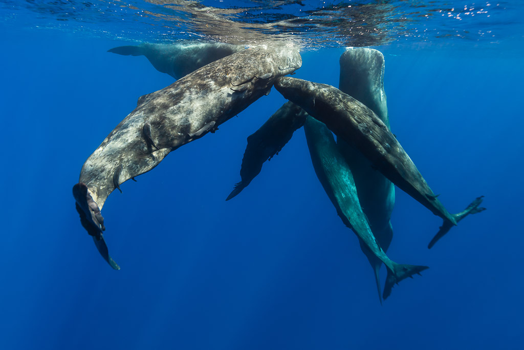 Sperm whales crossing in a vertical social group, seen from below, Flic-en-Flac, Mauritius