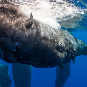 Close-up of a dark mottled sperm whale at the surface, others below, Flic-en-Flac, Mauritius