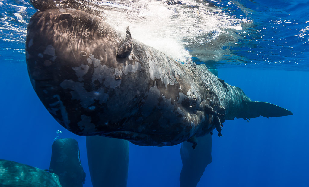 Close-up of a dark mottled sperm whale at the surface, others below, Flic-en-Flac, Mauritius