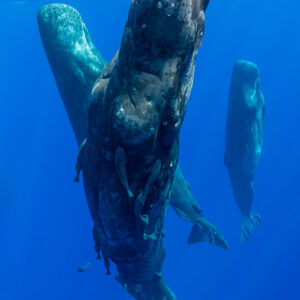 Trois cachalots suspendus à la verticale sous la surface, cadrage vertical, Flic-en-Flac, île Maurice