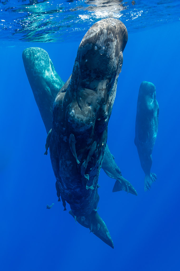Trois cachalots suspendus à la verticale sous la surface, cadrage vertical, Flic-en-Flac, île Maurice