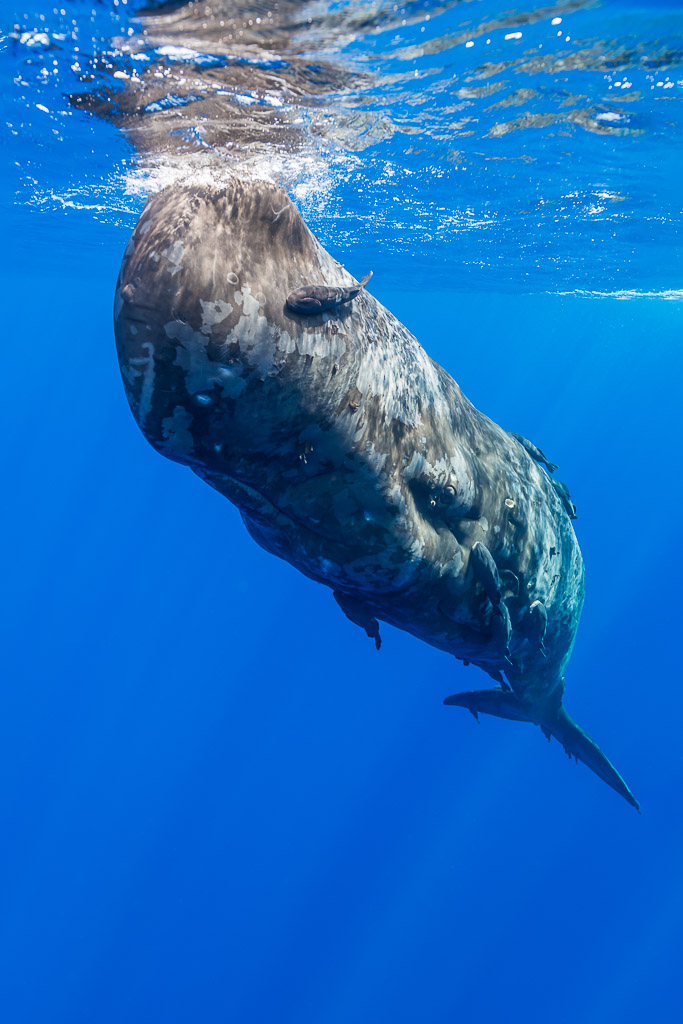 Scarred sperm whale diving head-down just below the surface, vertical frame, Flic-en-Flac, Mauritius