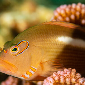 Arc-eye hawkfish perched on pink cauliflower coral, close-up portrait, Flic-en-Flac, Mauritius