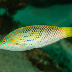 Checkerboard wrasse swimming over the reef in side view, Flic-en-Flac, Mauritius