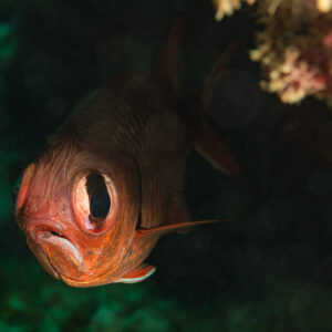 Poisson-soldat rouge aux yeux énormes sortant d’une crevasse sombre du récif, Flic-en-Flac, île Maurice
