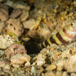 Gorgeous shrimpgoby at its burrow entrance with its partner shrimp on gravel, Flic-en-Flac, Mauritius