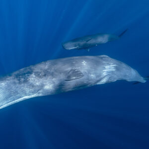 Adult sperm whale swimming below a juvenile in sunlit deep blue water, Flic-en-Flac, Mauritius