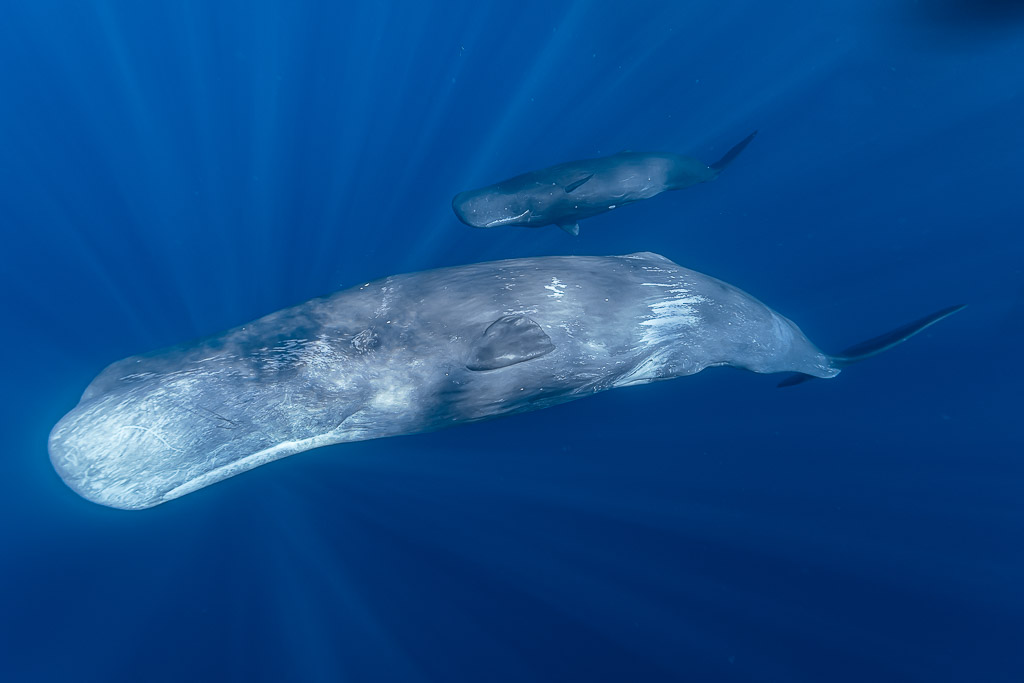 Adult sperm whale swimming below a juvenile in sunlit deep blue water, Flic-en-Flac, Mauritius