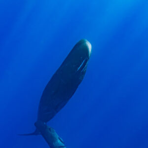Sperm whale rising vertically toward the sunlit surface, vertical frame, Flic-en-Flac, Mauritius