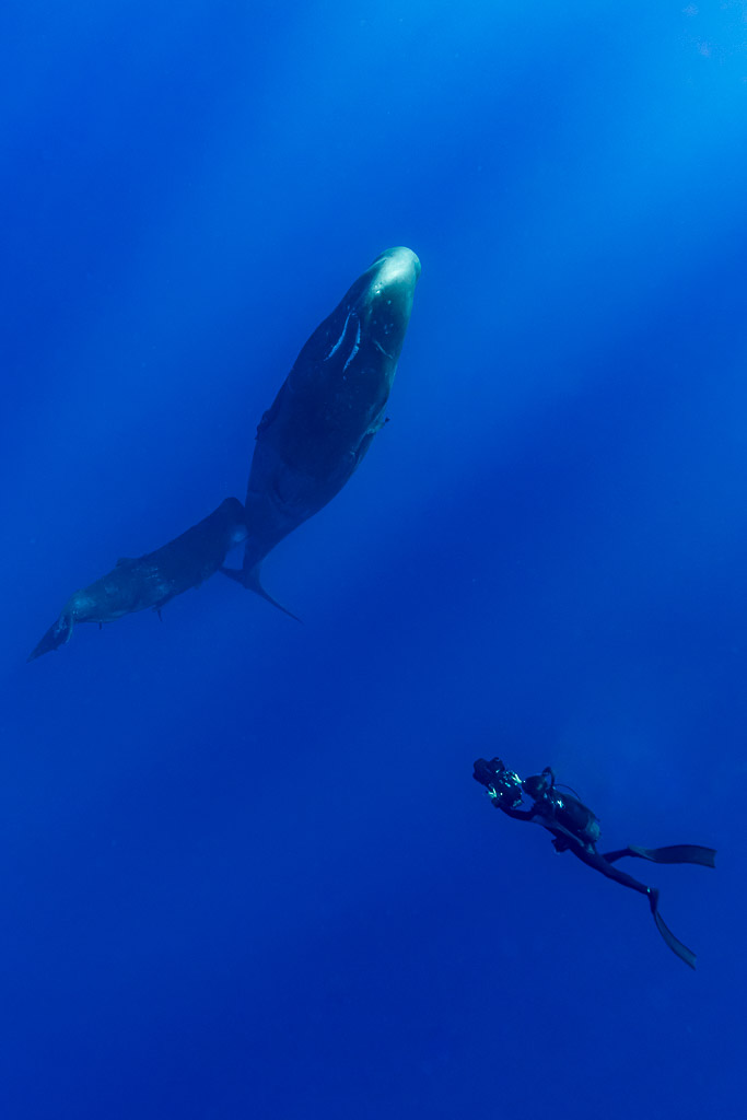 Freediver with camera filming two sperm whales in deep blue, vertical frame, Flic-en-Flac, Mauritius