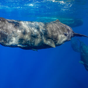 Cachalot couvert de cicatrices nageant au-dessus d’un second cachalot dans le bleu, Flic-en-Flac, île Maurice