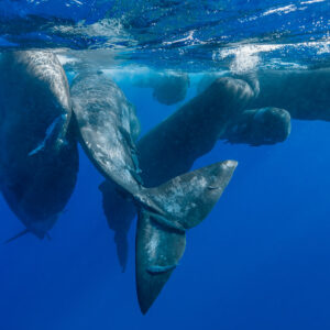 Large group of sperm whales clustered at the surface, heads and flukes mixed, Flic-en-Flac, Mauritius