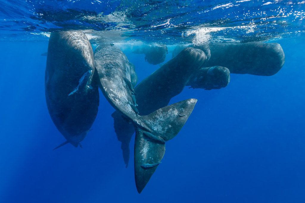 Large group of sperm whales clustered at the surface, heads and flukes mixed, Flic-en-Flac, Mauritius