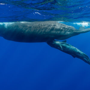 Adult sperm whale near the surface with a juvenile swimming close beneath, Flic-en-Flac, Mauritius