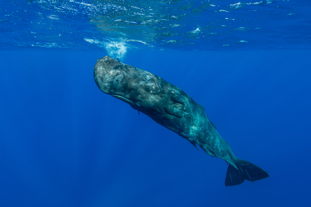 Mottled sperm whale descending beneath its own trail of bubbles, Flic-en-Flac, Mauritius