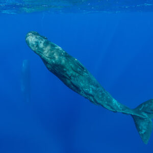 Cachalot descendant en diagonale, un second à peine visible en arrière-plan, Flic-en-Flac, île Maurice