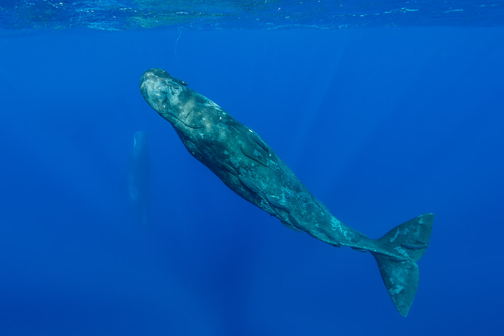 Cachalot descendant en diagonale, un second à peine visible en arrière-plan, Flic-en-Flac, île Maurice