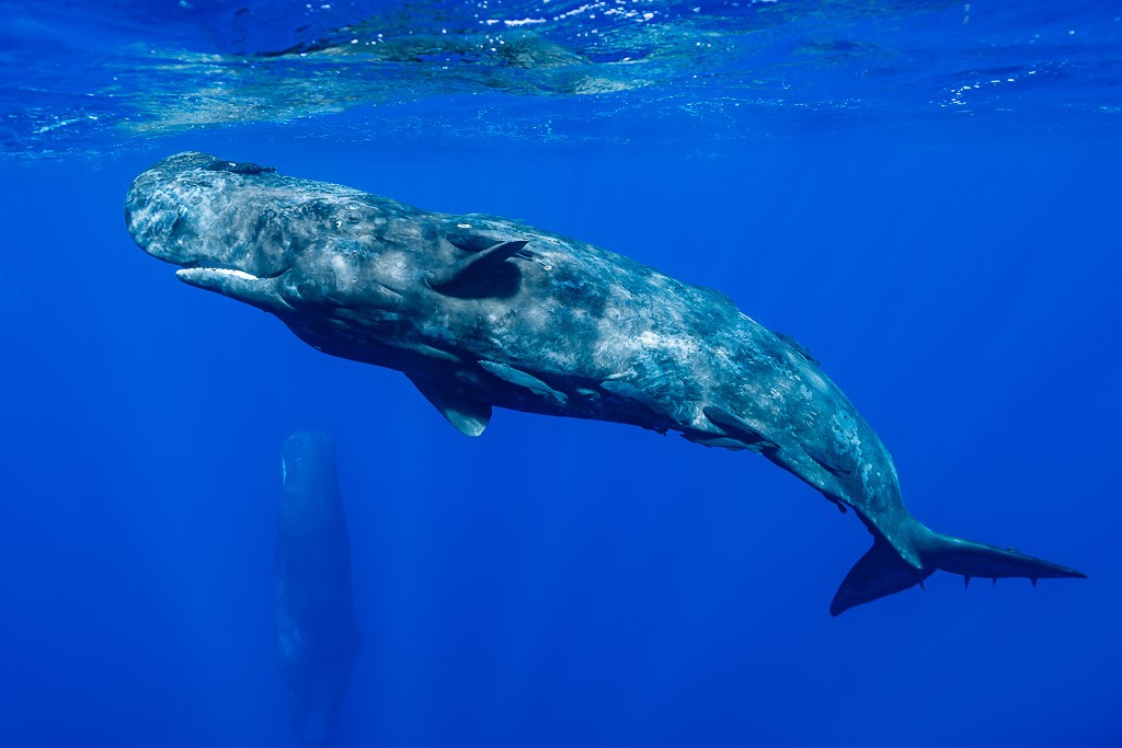 Sperm whale swimming horizontally with a vertical whale in the background, Flic-en-Flac, Mauritius
