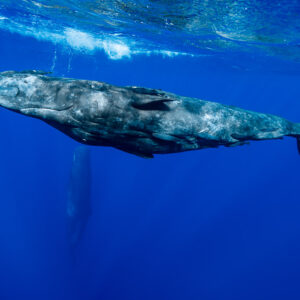 Full side view of a sperm whale under the surface, distant whale below, Flic-en-Flac, Mauritius