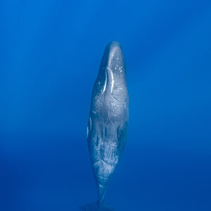 Distant sperm whale in vertical posture in deep blue, vertical frame, Flic-en-Flac, Mauritius