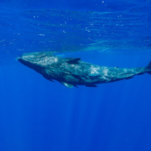 Sperm whale swimming with tail fluke raised, side view in blue water, Flic-en-Flac, Mauritius