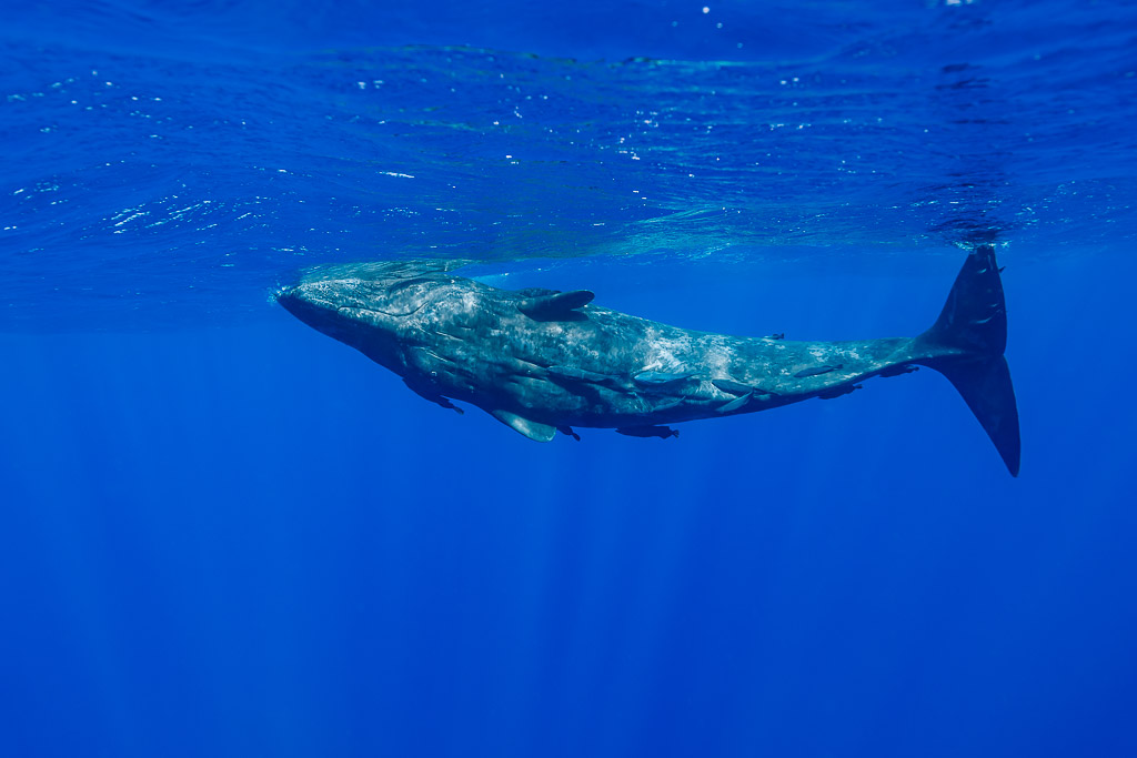 Sperm whale swimming with tail fluke raised, side view in blue water, Flic-en-Flac, Mauritius