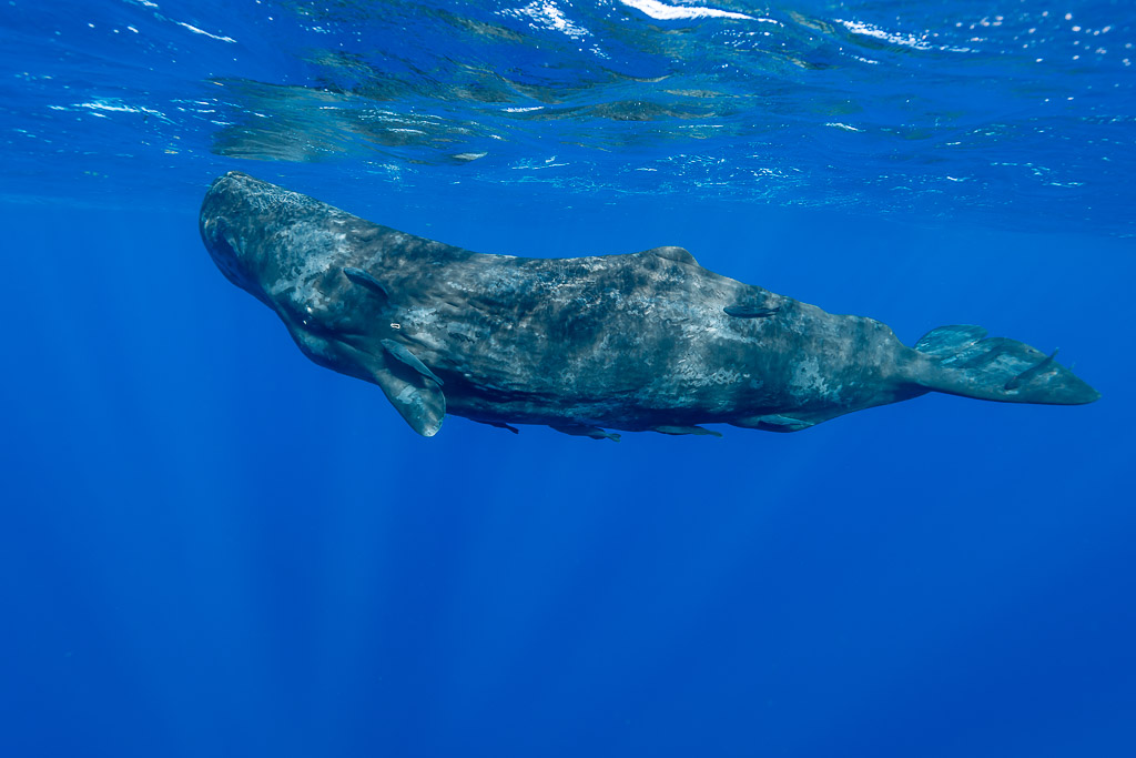 Cachalot à la peau ridée glissant juste sous la surface, vue de profil, Flic-en-Flac, île Maurice