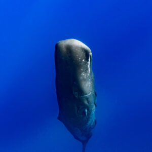 Close front view of a sperm whale in vertical posture, vertical frame, Flic-en-Flac, Mauritius