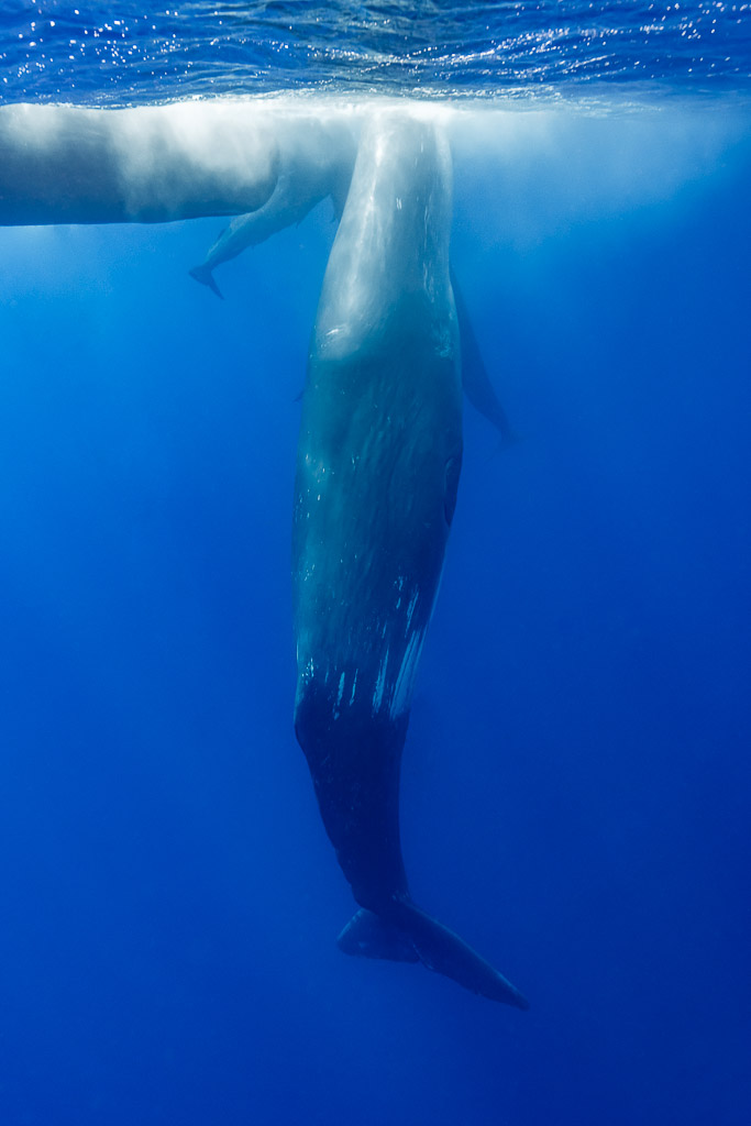 Cachalot suspendu à la verticale sous un autre allongé en surface, cadrage vertical, Flic-en-Flac, île Maurice