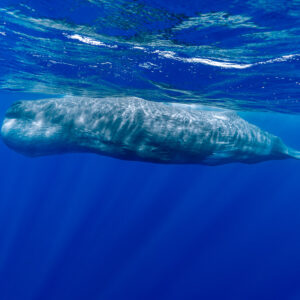Cachalot en surface vu de profil au-dessus de rayons de soleil, Flic-en-Flac, île Maurice