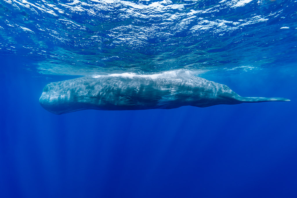 Cachalot flottant en surface, dos à fleur d’eau, vue de profil, Flic-en-Flac, île Maurice