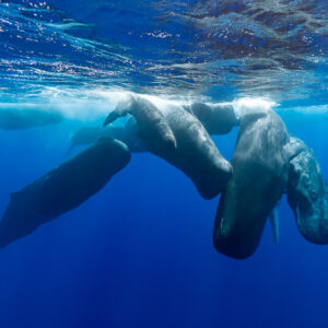 Group of sperm whales gathered at the surface, some tilted head-down, Flic-en-Flac, Mauritius