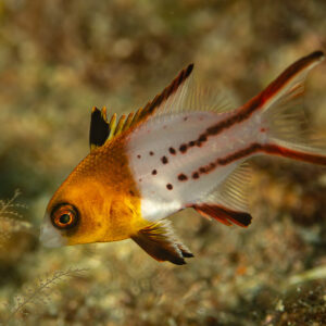 Juvenile lyretail hogfish with orange head and spotted white body on reef, Flic-en-Flac, Mauritius