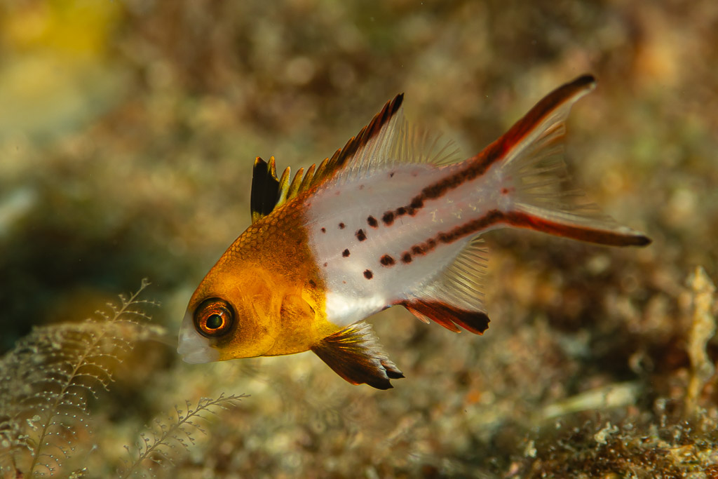 Juvenile lyretail hogfish with orange head and spotted white body on reef, Flic-en-Flac, Mauritius