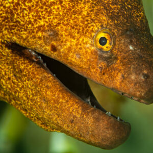 Yellowmargin moray close-up portrait with mouth open, Flic-en-Flac, Mauritius