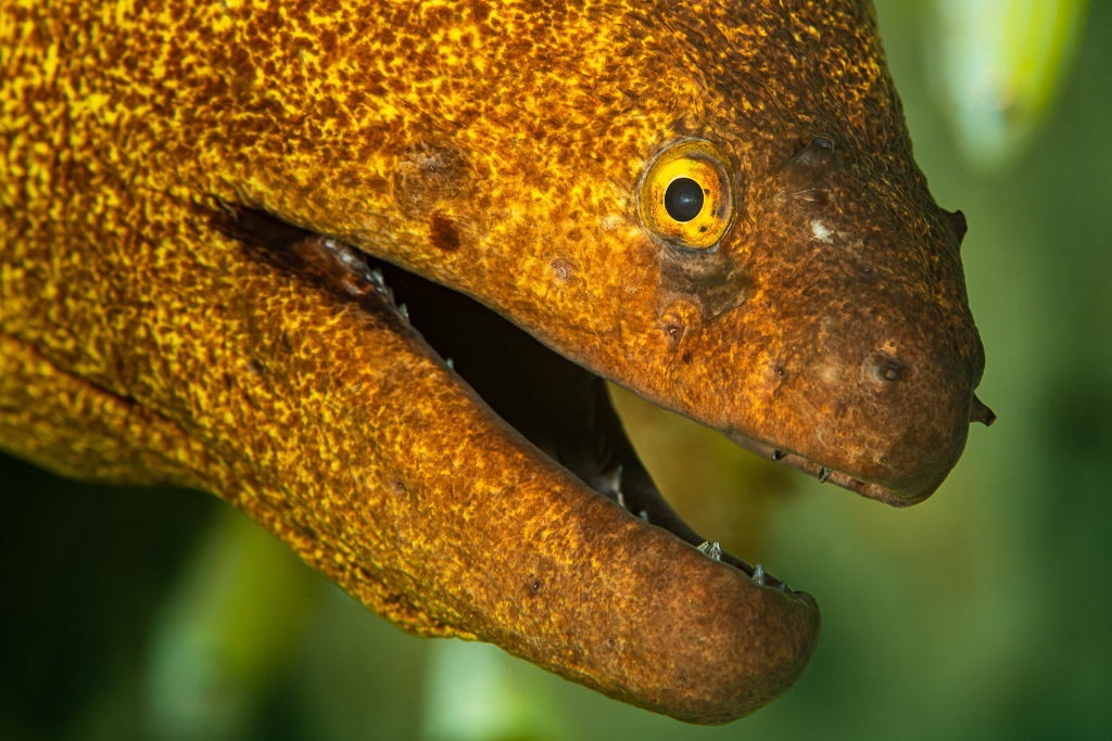 Yellowmargin moray close-up portrait with mouth open, Flic-en-Flac, Mauritius