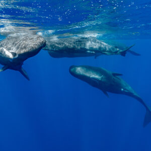 Two sperm whales at the surface while a third swims below, Flic-en-Flac, Mauritius