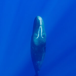 Lone sperm whale in vertical posture in open blue, front view, vertical frame, Flic-en-Flac, Mauritius
