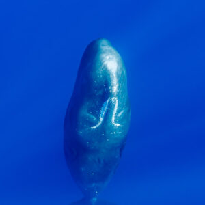 Head-on view of a sperm whale in vertical posture, close vertical frame, Flic-en-Flac, Mauritius