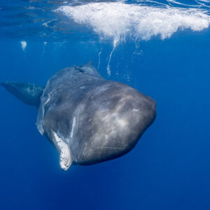 Cachalot arrivant de face sous l’écume de surface, Flic-en-Flac, île Maurice