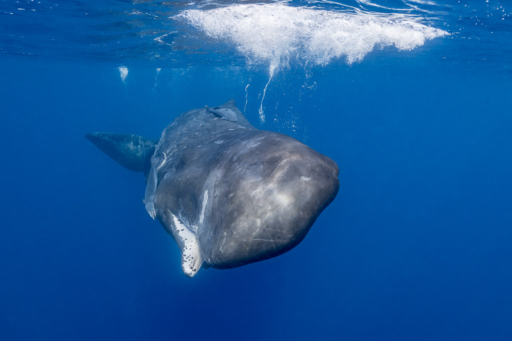 Cachalot arrivant de face sous l’écume de surface, Flic-en-Flac, île Maurice