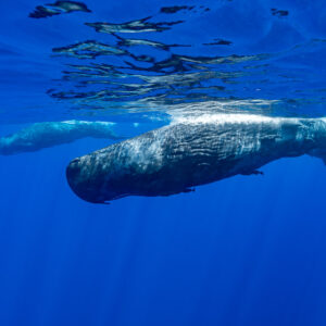Cachalot nageant en surface avec un second cachalot derrière, Flic-en-Flac, île Maurice