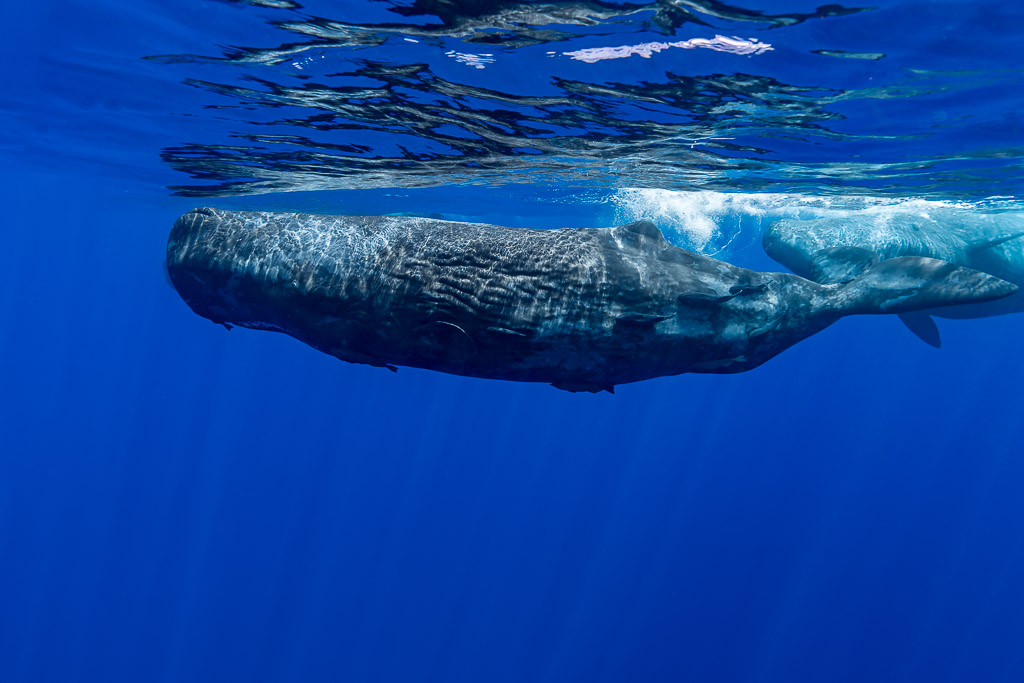 Wrinkled sperm whale at the surface with a pale companion behind, Flic-en-Flac, Mauritius