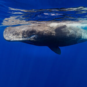 Close side view of a sperm whale at the surface under reflections, Flic-en-Flac, Mauritius