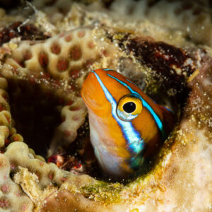 Blennie à rayure bleue sortant la tête de son trou dans un corail dur, Raja Ampat, Indonésie