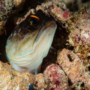 Jawfish peeking out of its burrow among coral rubble, Raja Ampat, Indonesia